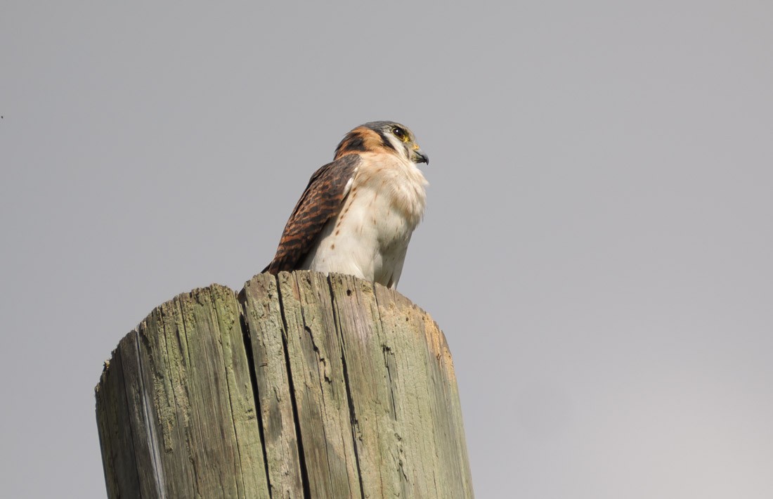 American Kestrel - ML646421037