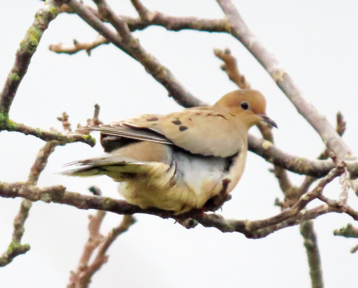 Mourning Dove - ML646421040