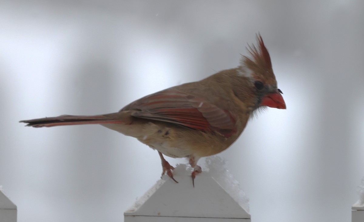 Northern Cardinal (Common) - ML646421041