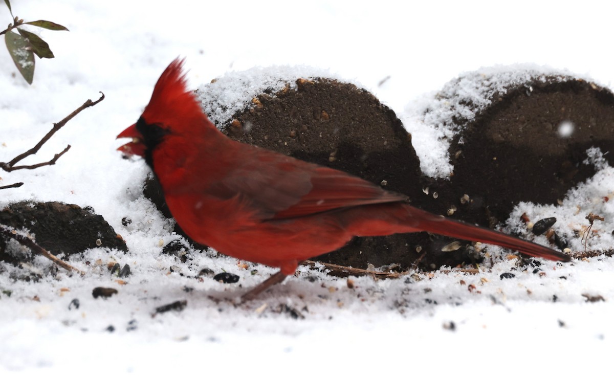 Northern Cardinal (Common) - ML646421042
