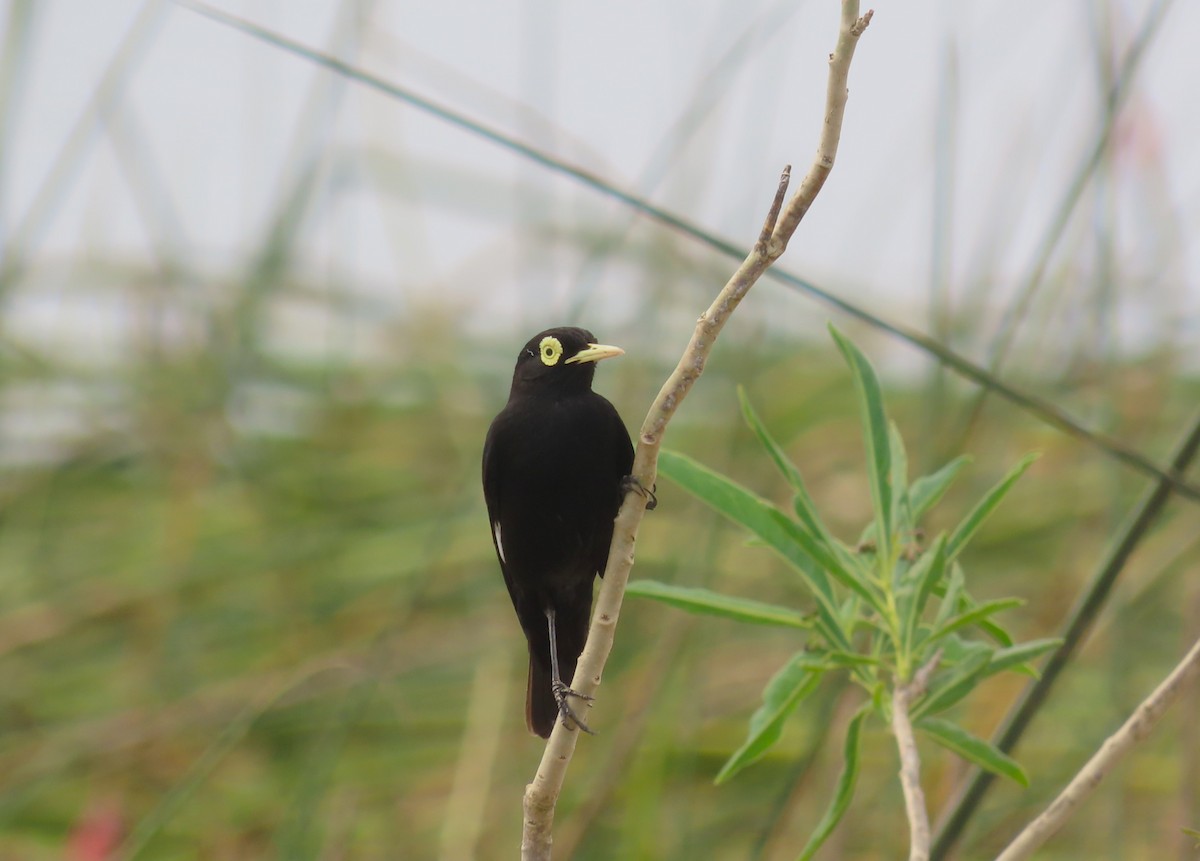Spectacled Tyrant - ML646421043