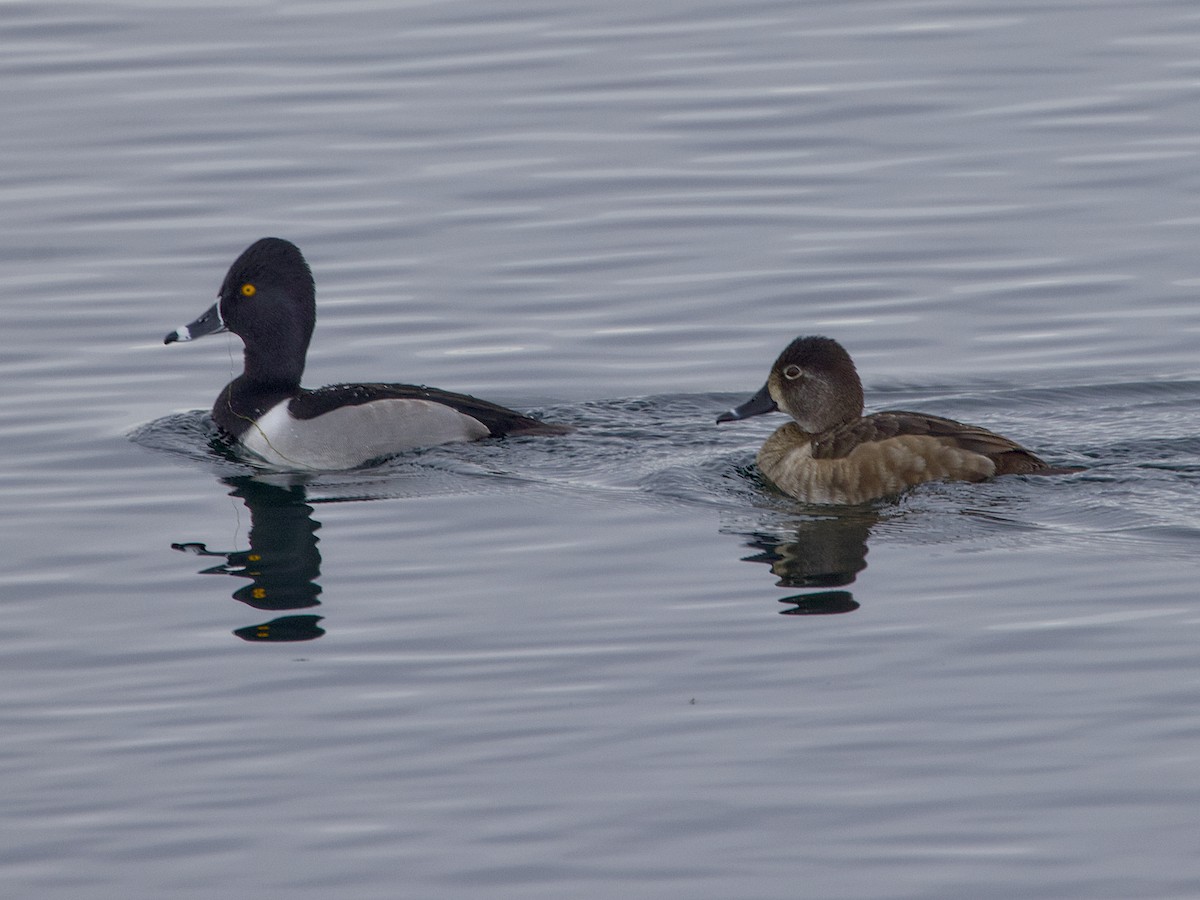 Ring-necked Duck - ML646421044