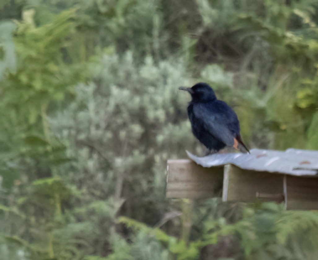 Red-winged Starling - ML646421046