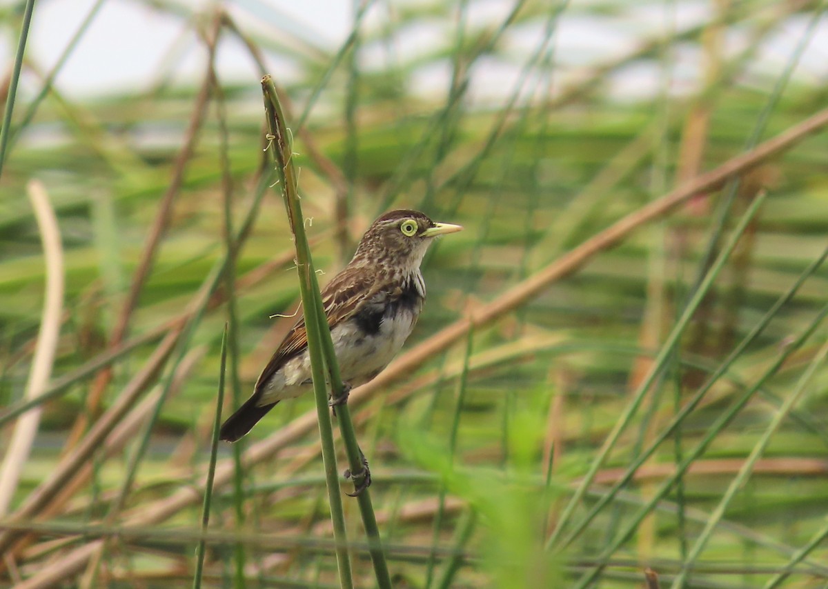 Spectacled Tyrant - ML646421048
