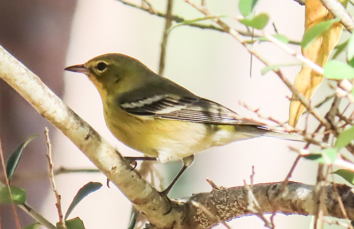 Kiefernwaldsänger - ML646421049