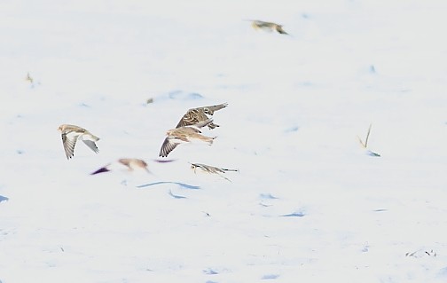 Lapland Longspur - ML646421051