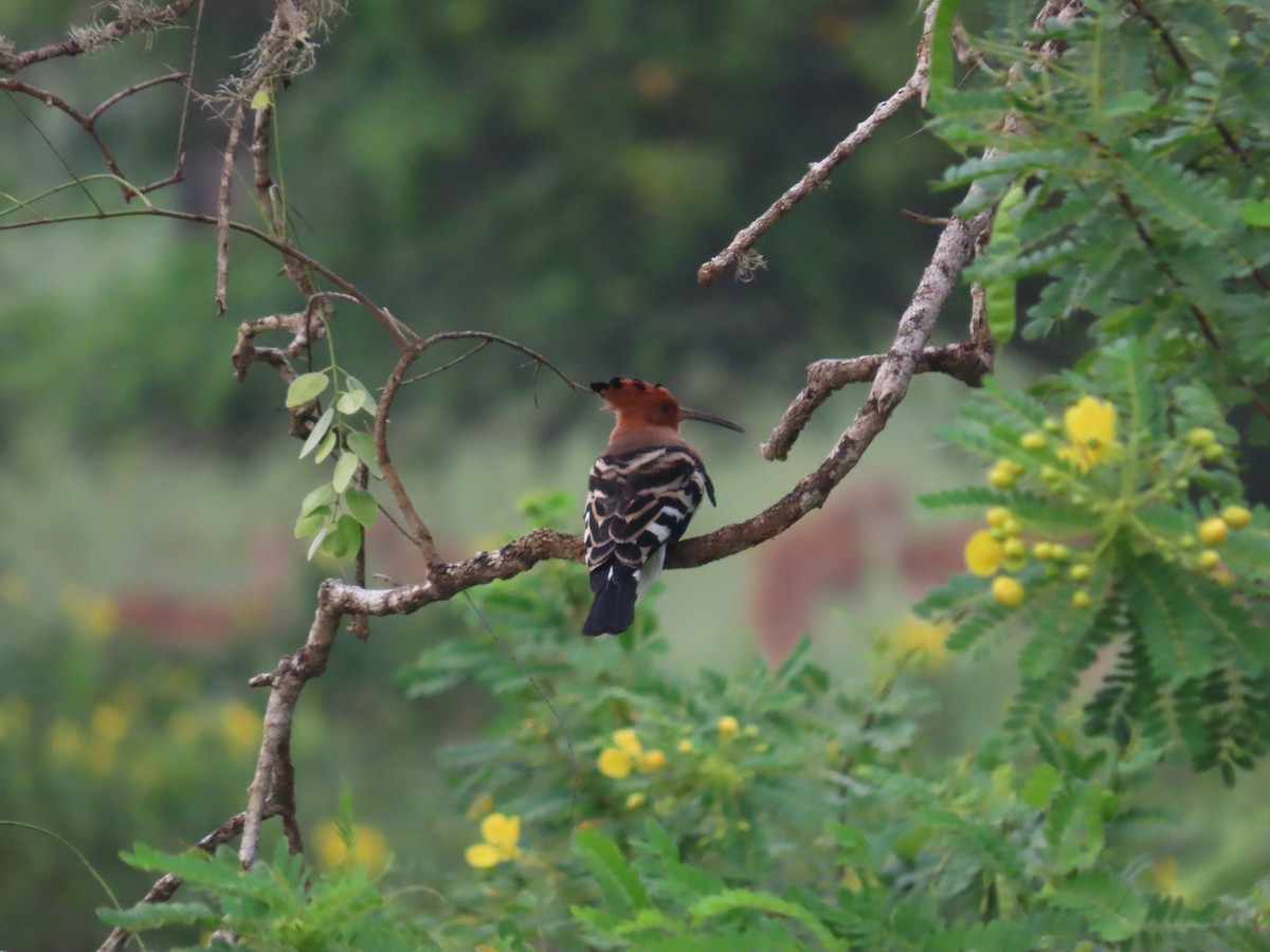 Common Hoopoe - ML646421052
