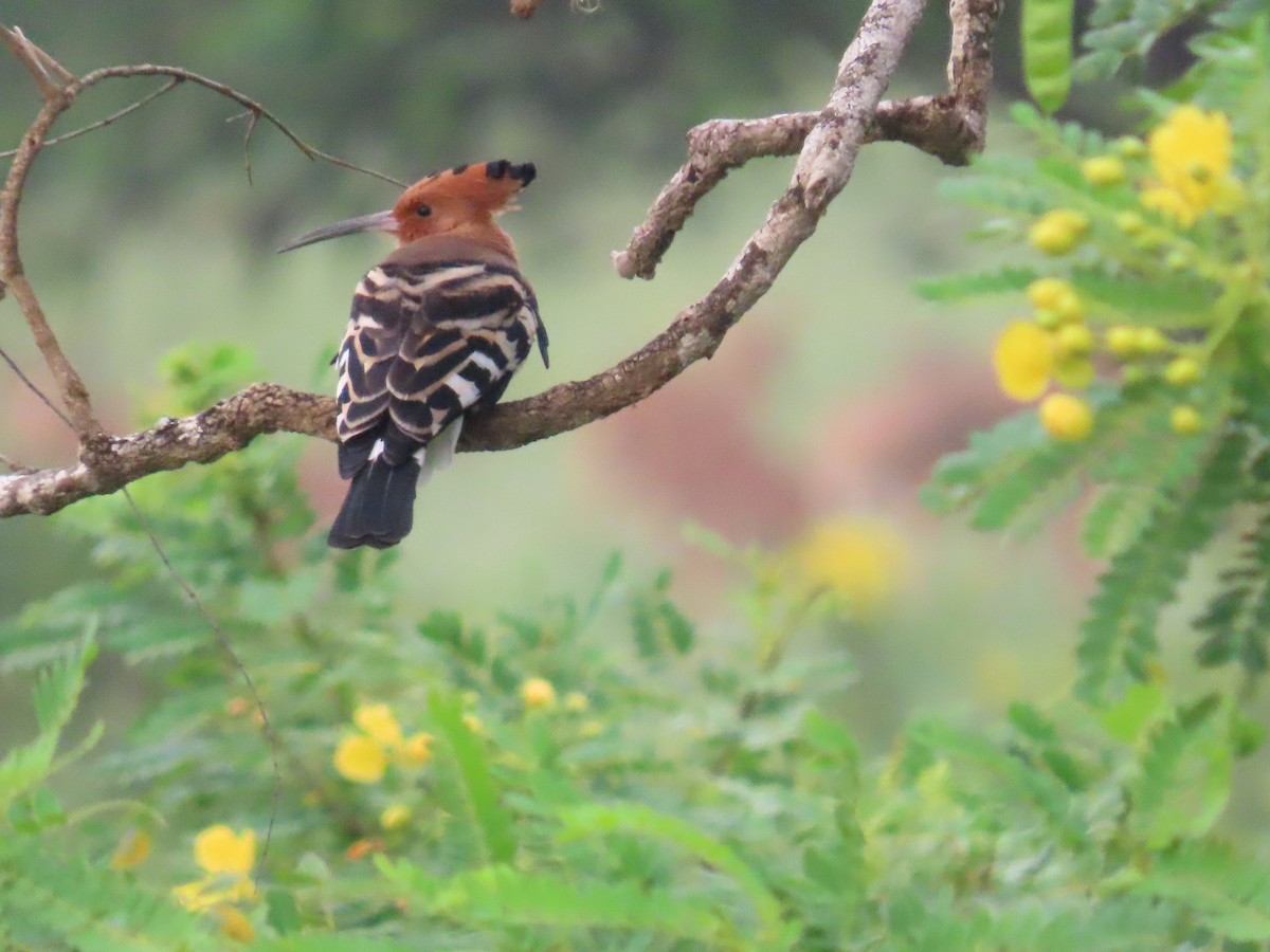 Common Hoopoe - ML646421053