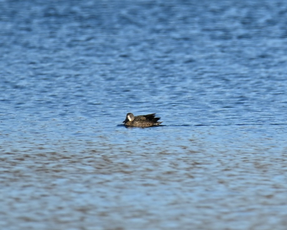 Blue-winged Teal - ML646421056