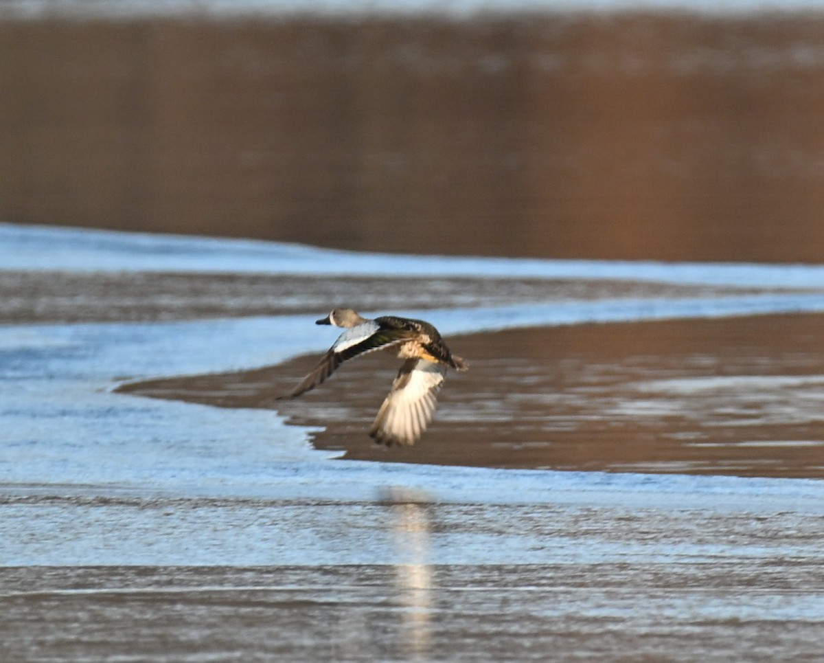 Blue-winged Teal - ML646421058