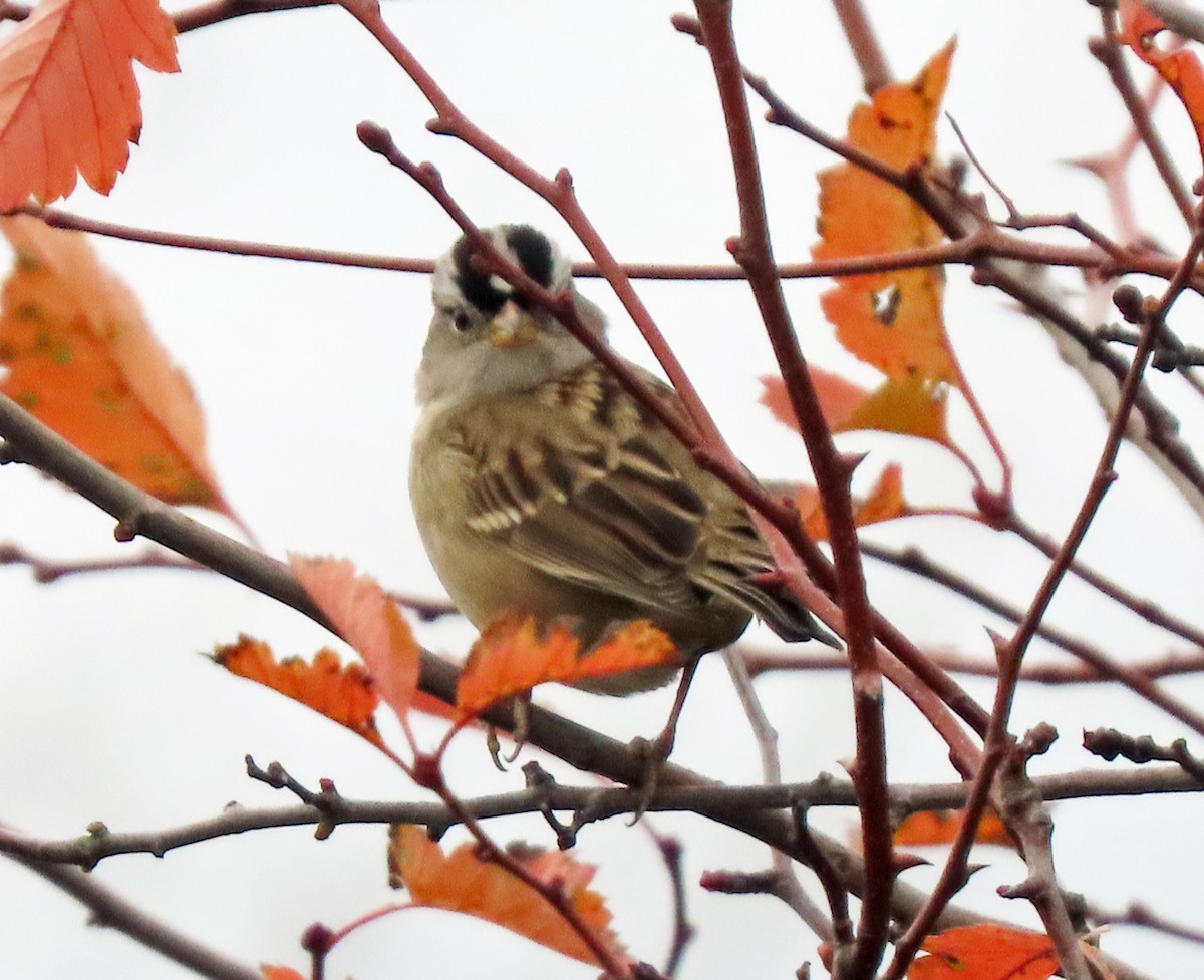 White-crowned Sparrow - ML646421060