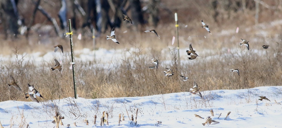 Snow Bunting - ML646421061