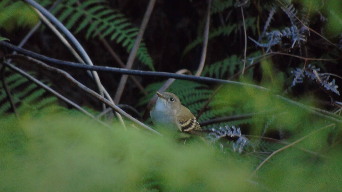 Bran-colored Flycatcher - ML646421062