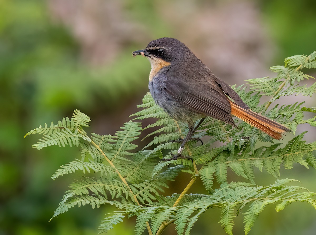 Cape Robin-Chat - ML646421064