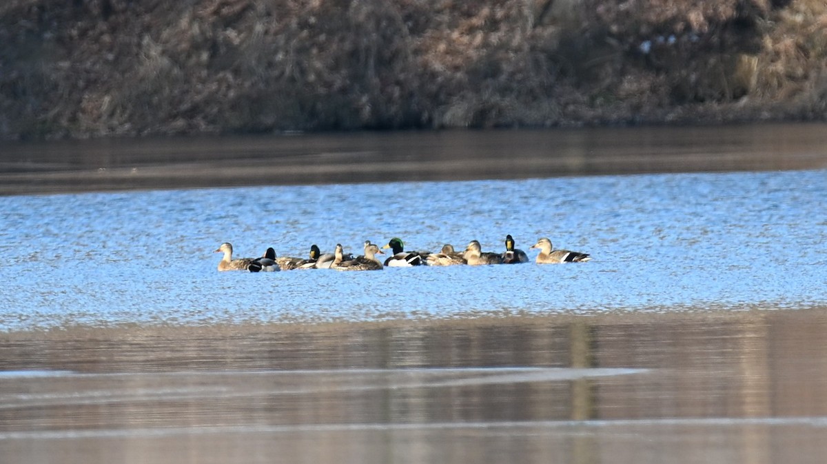 Mallard - ML646421068