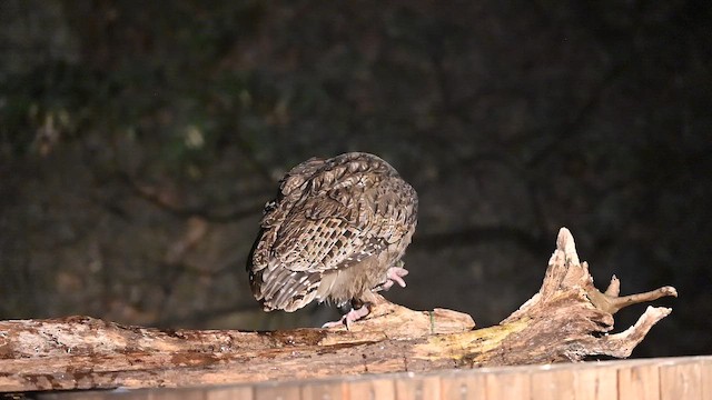 Blakiston's Fish-Owl - ML646421069