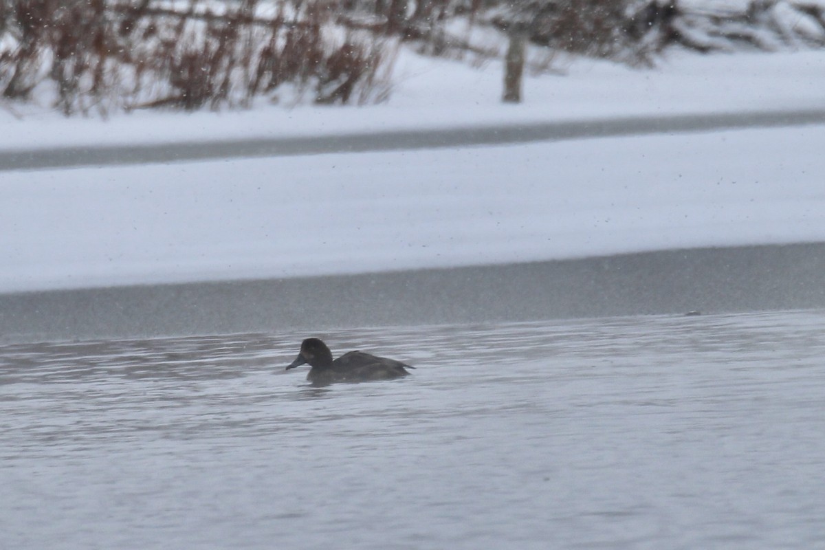 Redhead - ML646421071