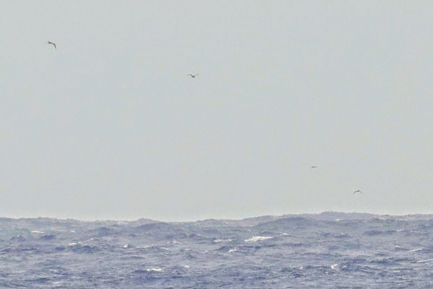 booby sp. - ML646421074