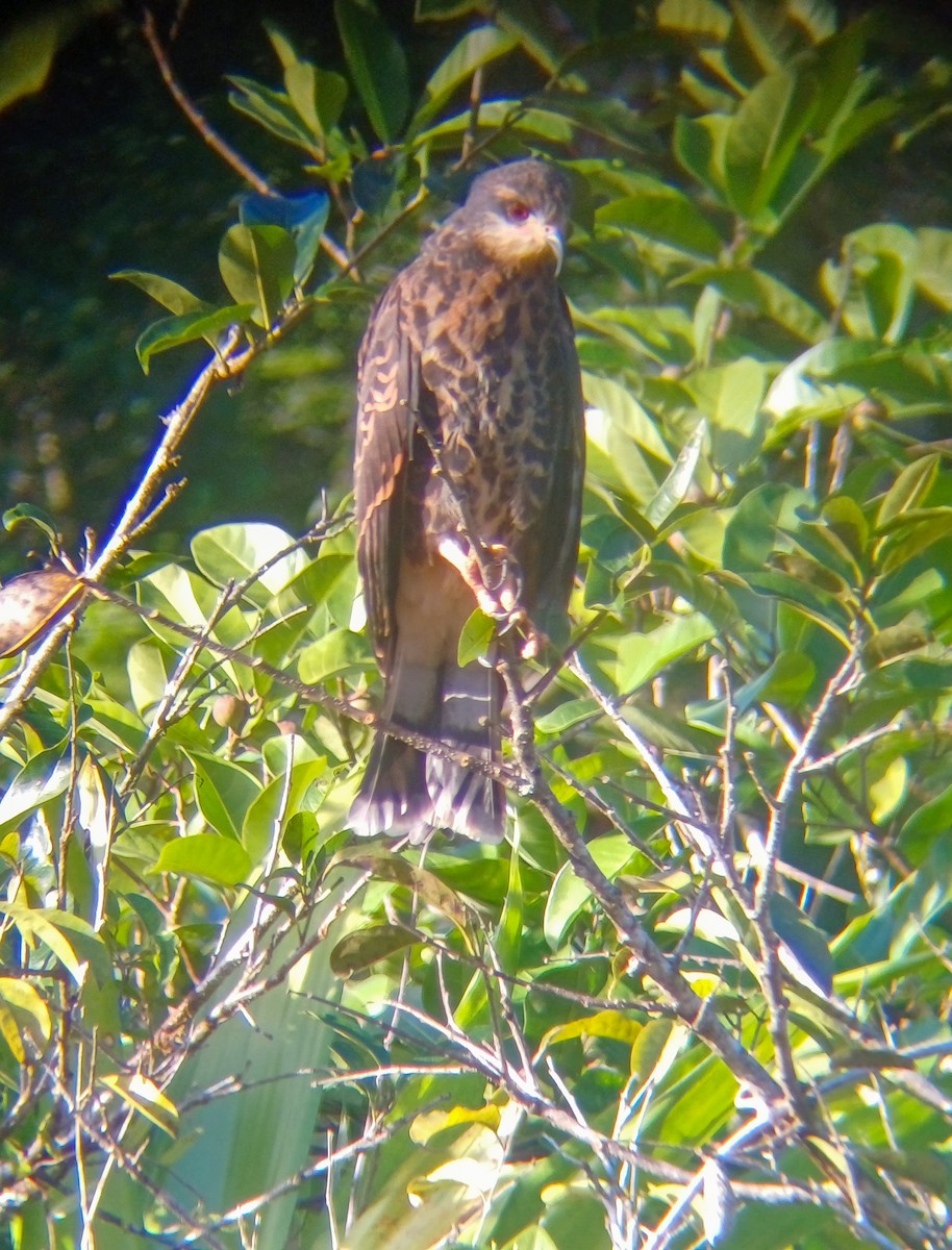 Snail Kite - ML646421082
