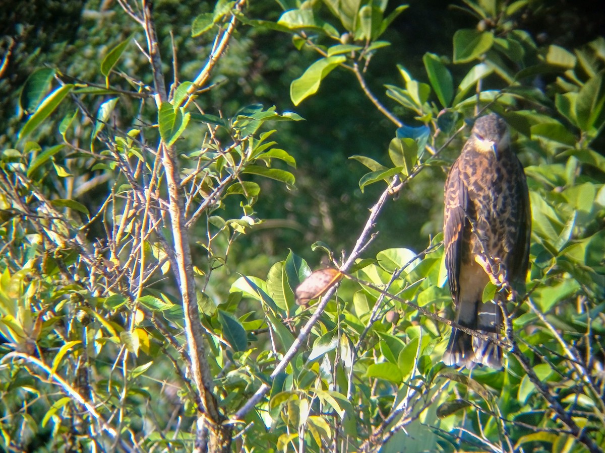 Snail Kite - ML646421083