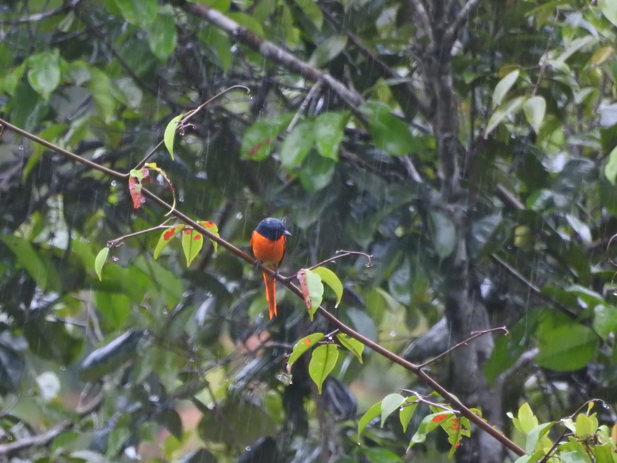 Orange Minivet - ML646421085