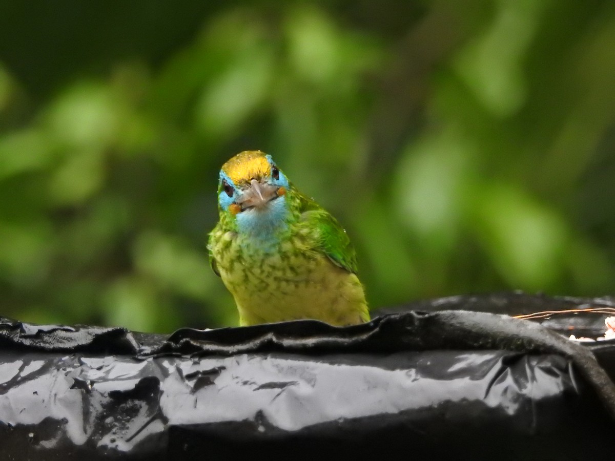 Yellow-fronted Barbet - ML646421087