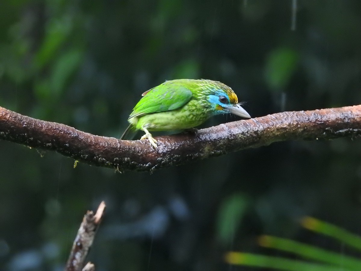 Yellow-fronted Barbet - ML646421088