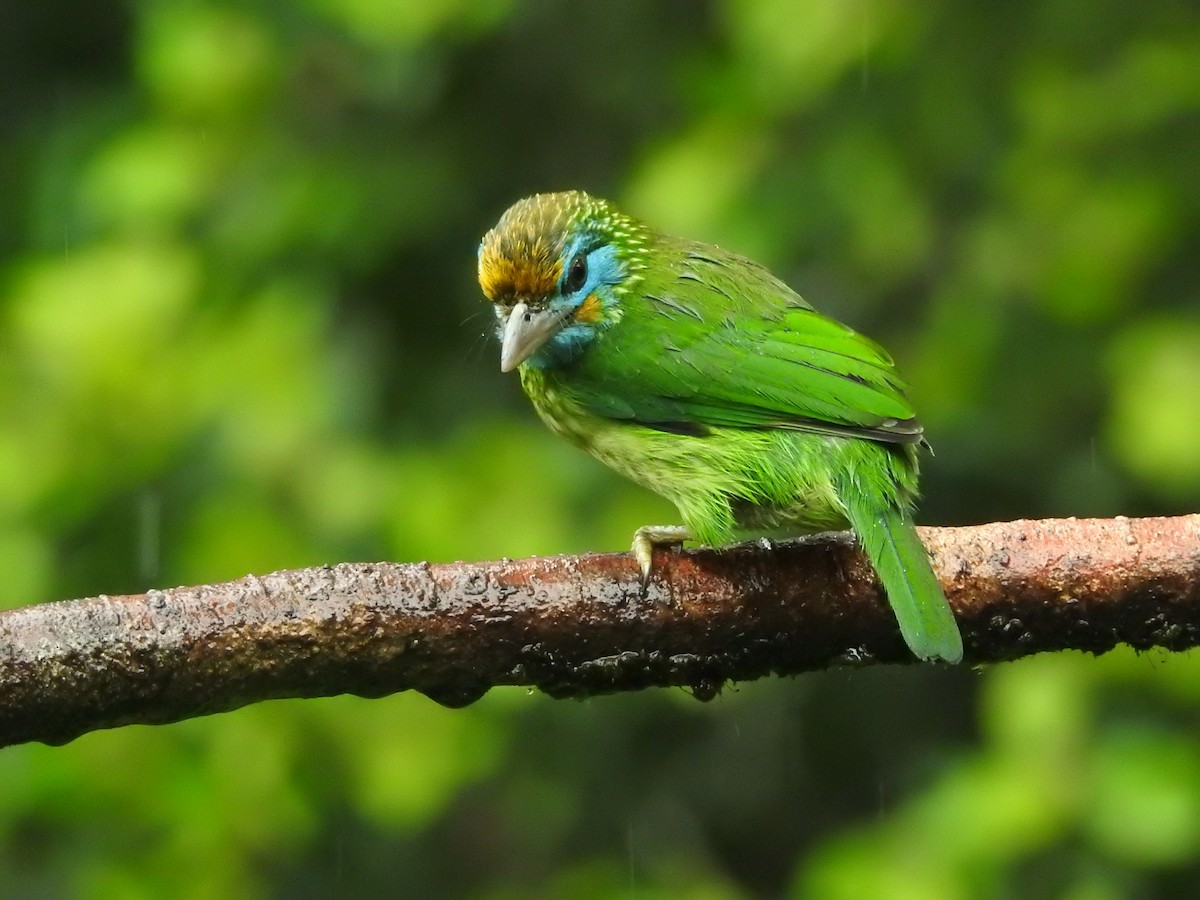 Yellow-fronted Barbet - ML646421089