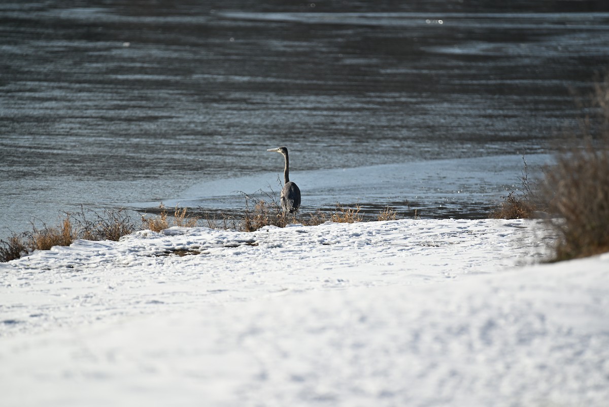 Great Blue Heron - ML646421091