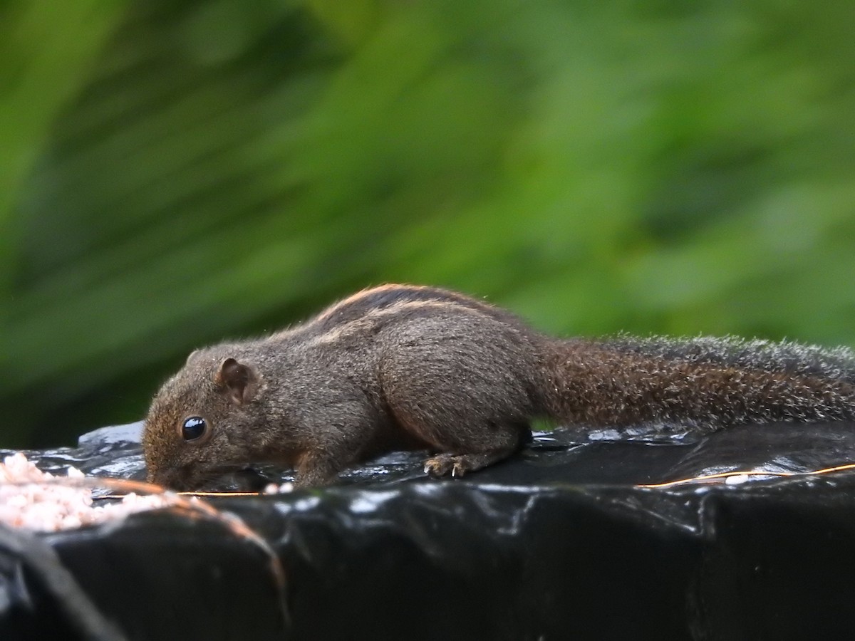 Dusky Palm Squirrel - ML646421092