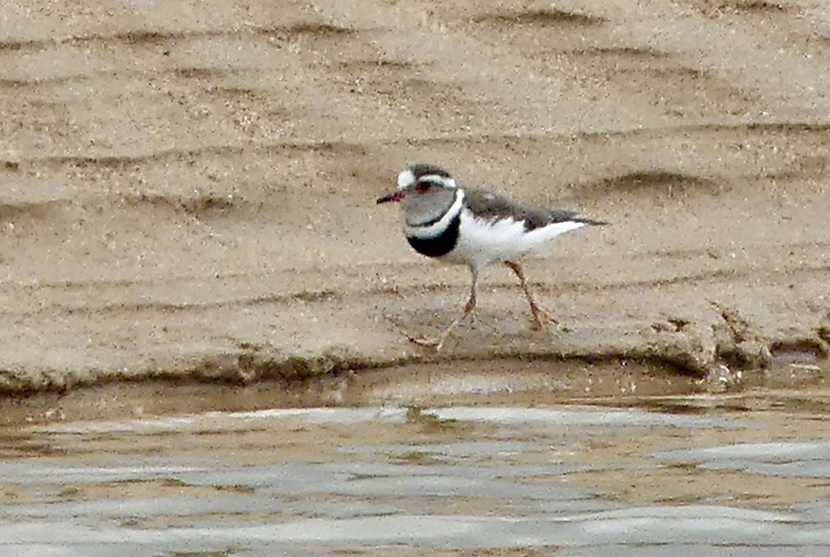 Three-banded Plover - ML646421093