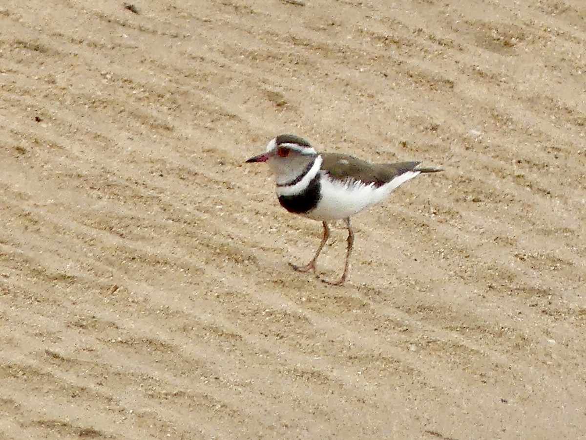 Three-banded Plover - ML646421094