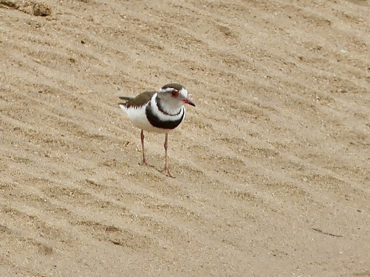 Three-banded Plover - ML646421095