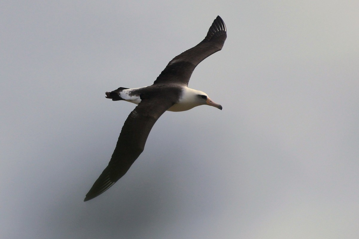 Laysan Albatross - ML646421100