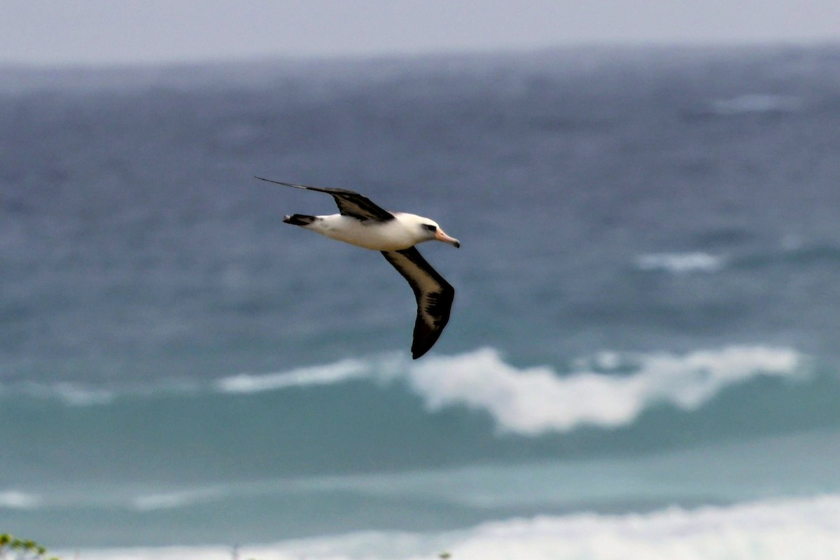 Laysan Albatross - ML646421101