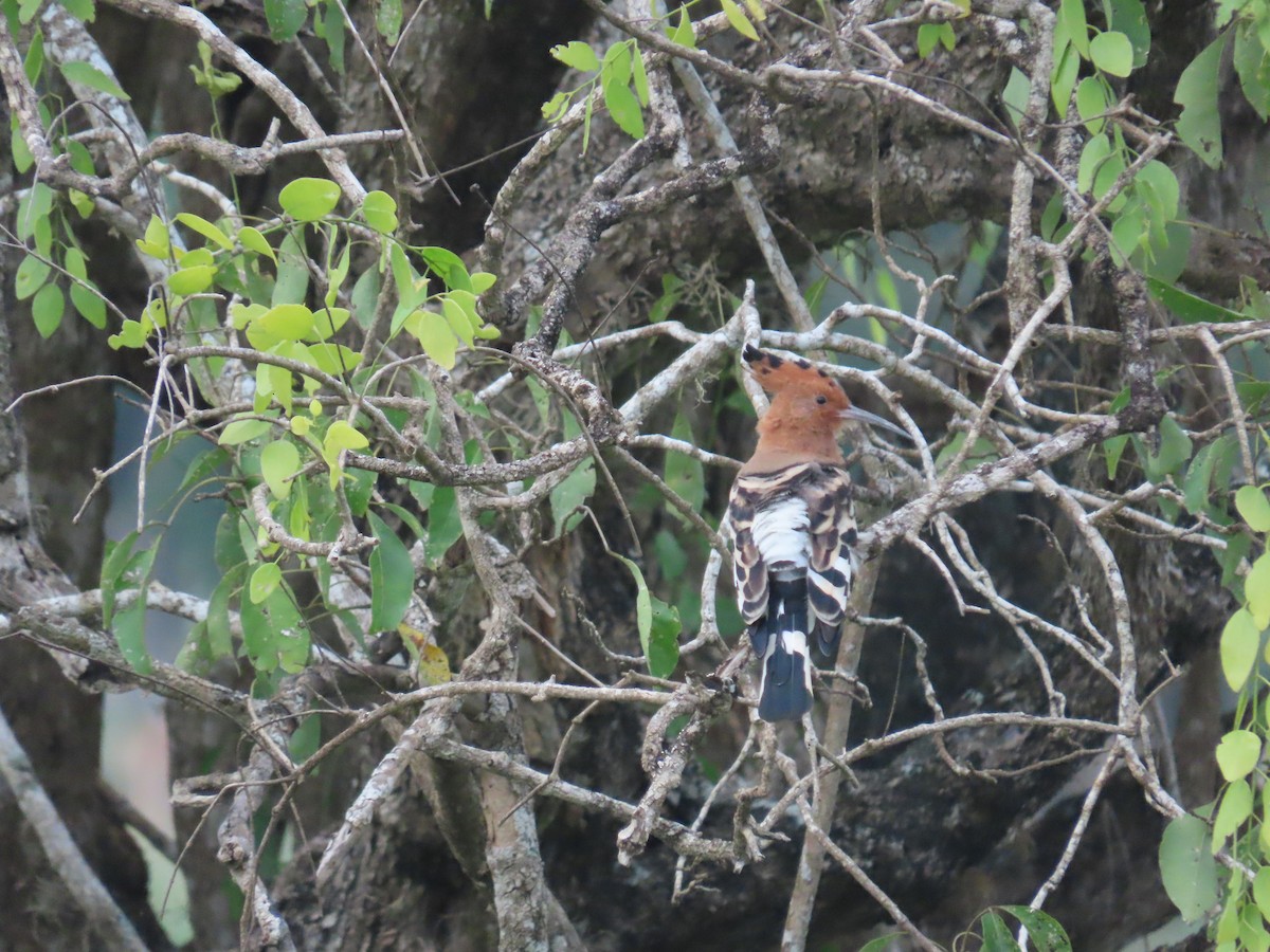 Common Hoopoe - ML646421102