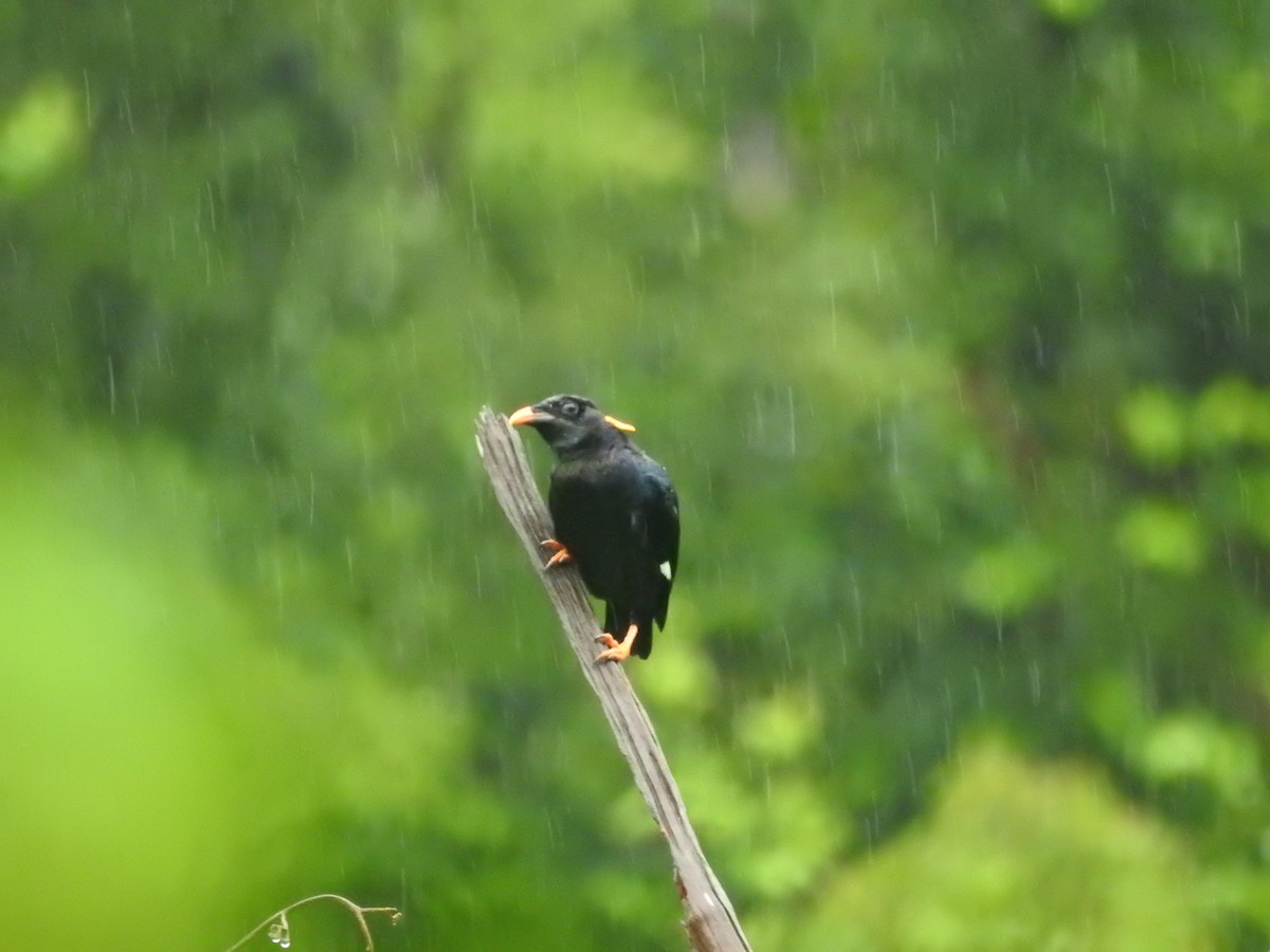 Sri Lanka Myna - ML646421103