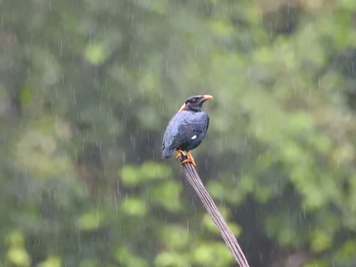 Sri Lanka Myna - ML646421104