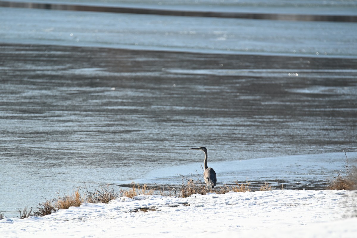 Great Blue Heron - ML646421105