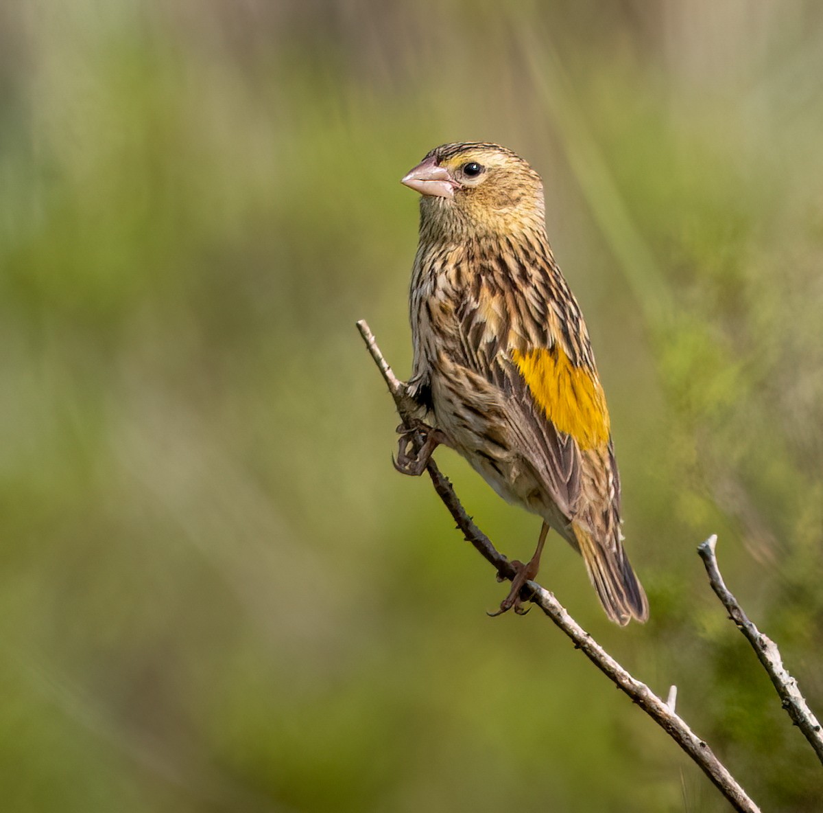 Yellow Bishop - ML646421106