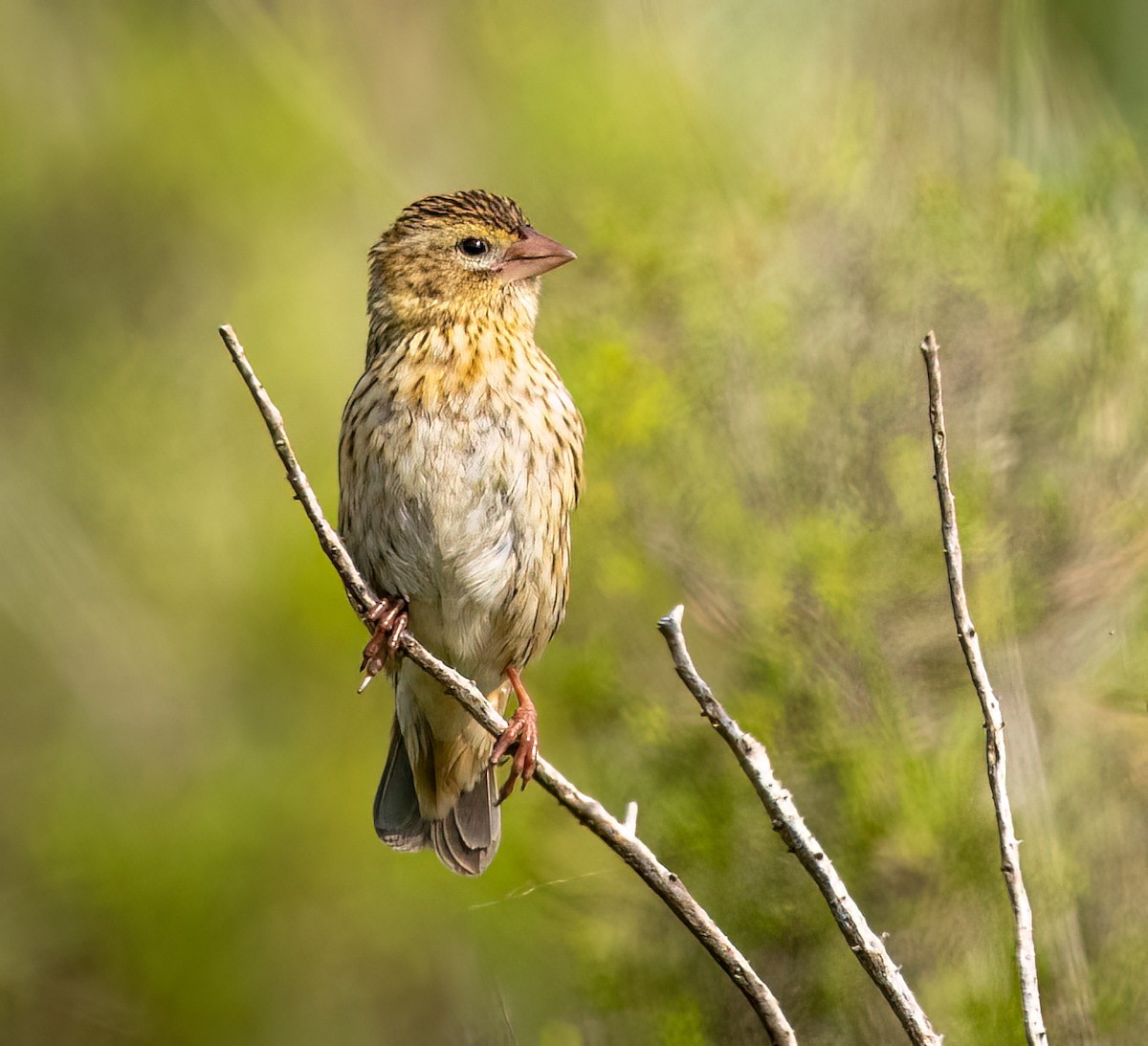 Yellow Bishop - ML646421107