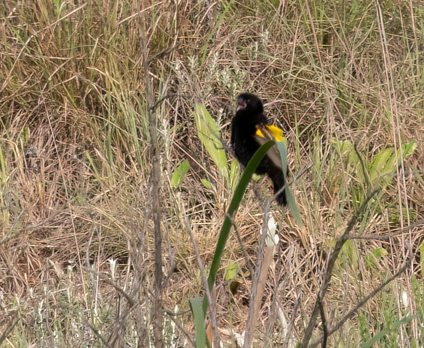 Yellow Bishop - ML646421108
