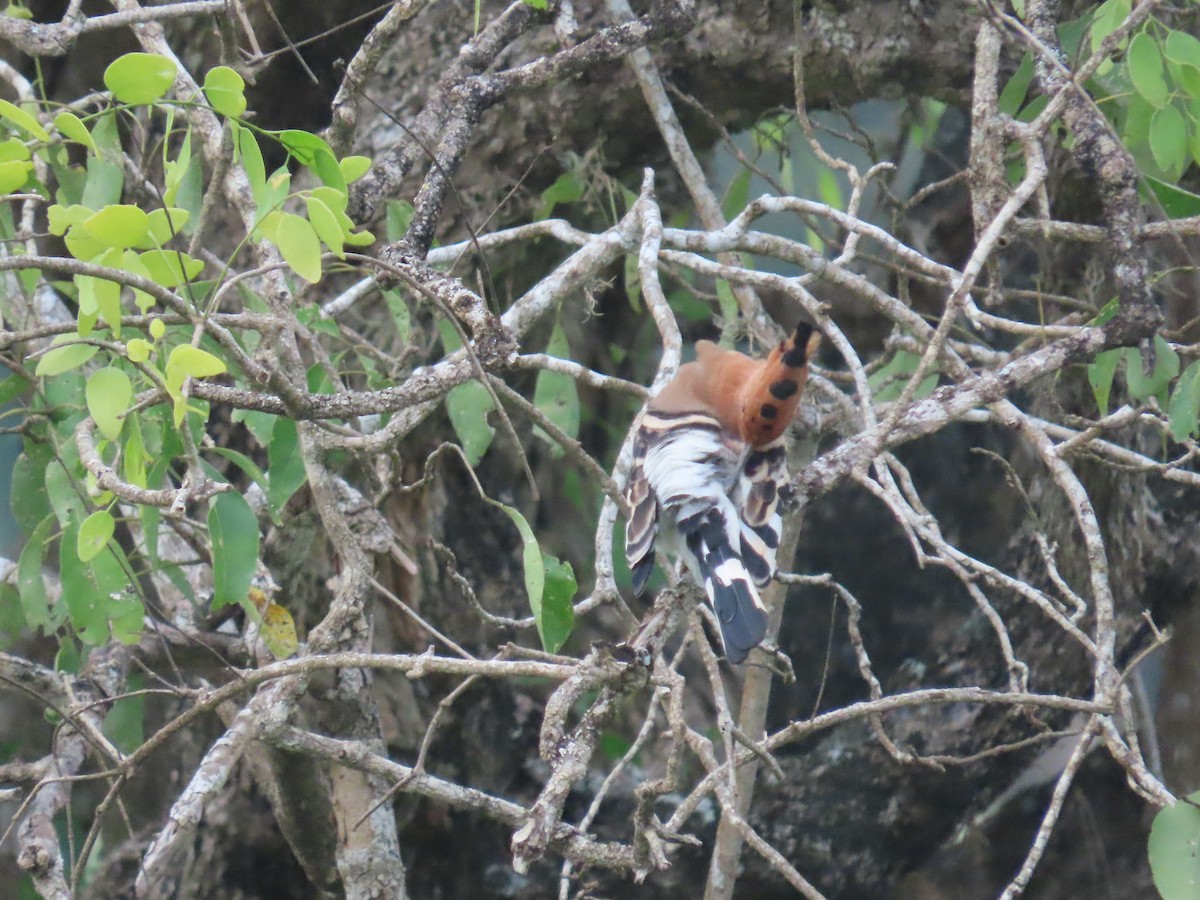 Common Hoopoe - ML646421109