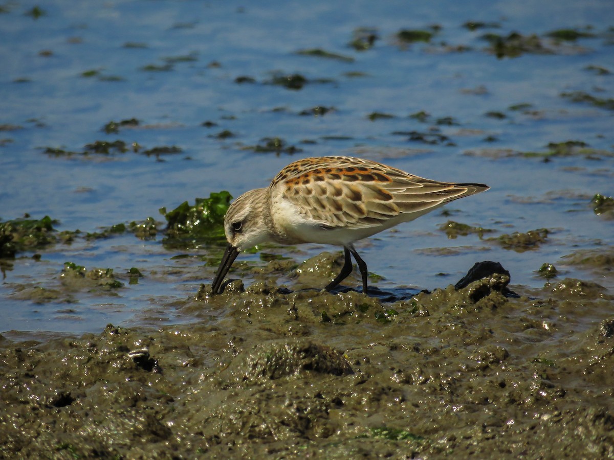 Western Sandpiper - ML64642111