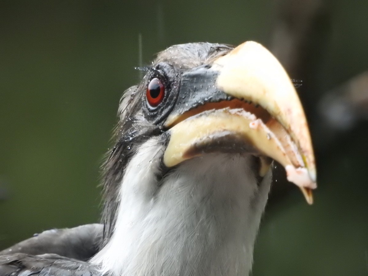 Sri Lanka Gray Hornbill - ML646421110