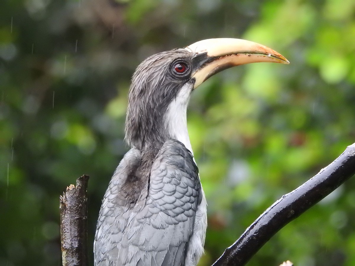 Sri Lanka Gray Hornbill - ML646421111