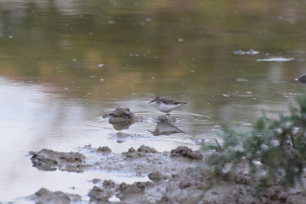 Least Sandpiper - ML646421112