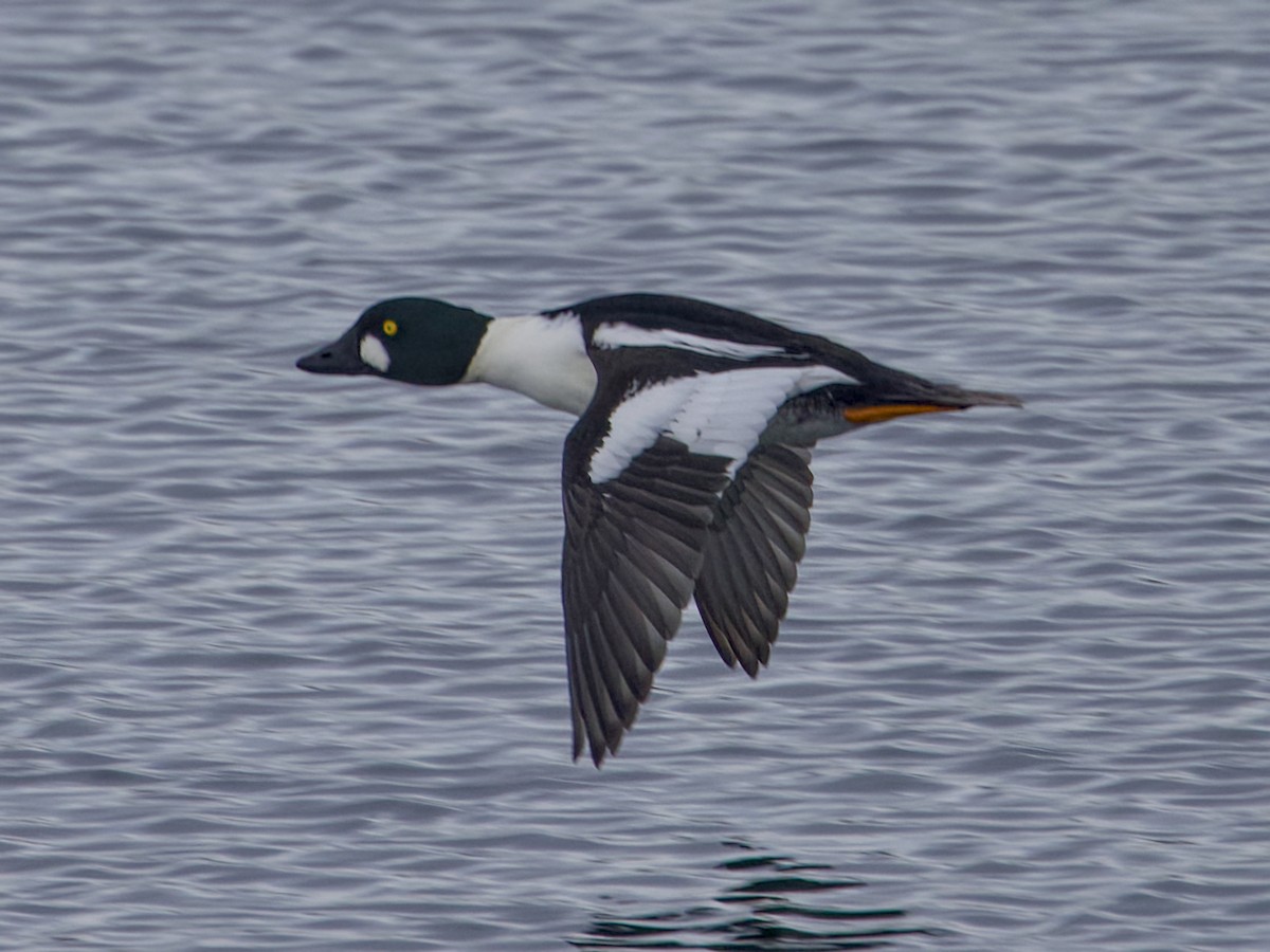 Common Goldeneye - ML646421113