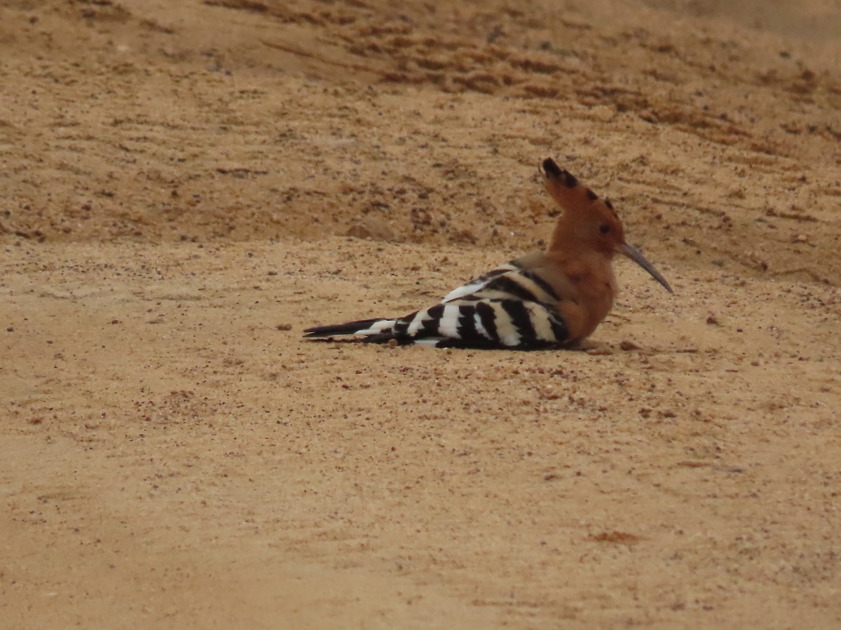 Common Hoopoe - ML646421114