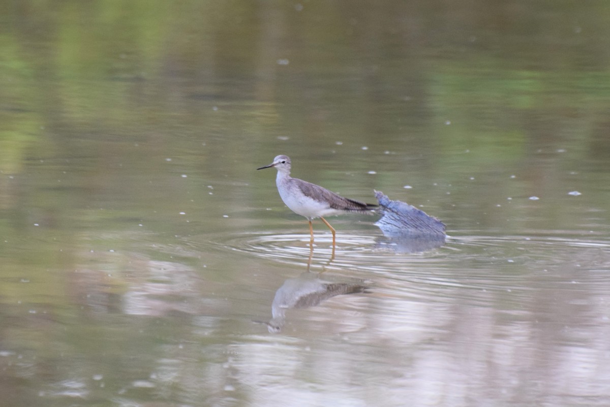 Lesser Yellowlegs - ML646421115